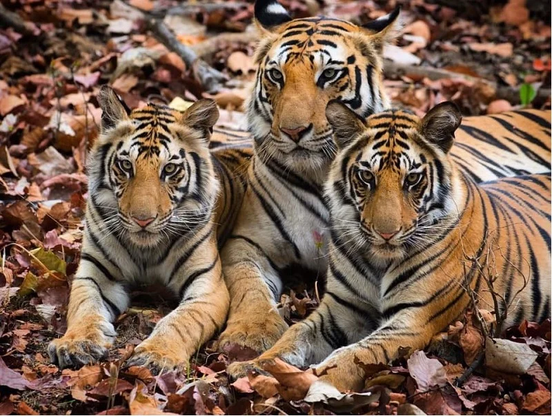 Top 11 National Parks in Madhya Pradesh